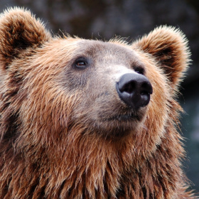 Jak se ubránit medvědovi? aneb Povídání nejen o technickém jazyce v kanadském prostředí